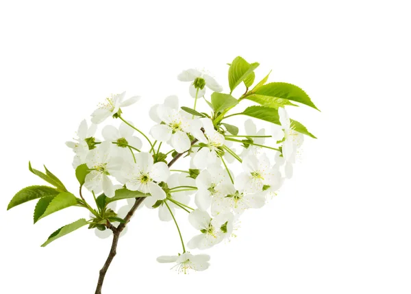 Cherry Blossom Branch Isolated White Background Springtime — Stock Photo, Image