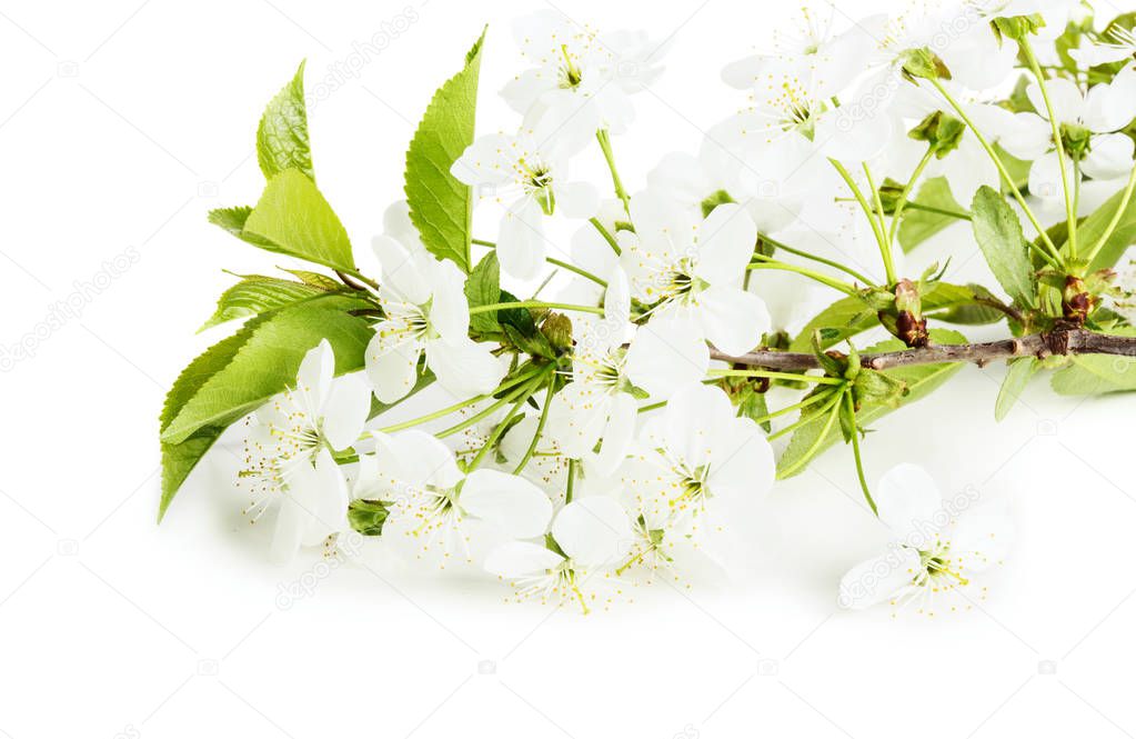 Cherry blossom brunch isolate over white background