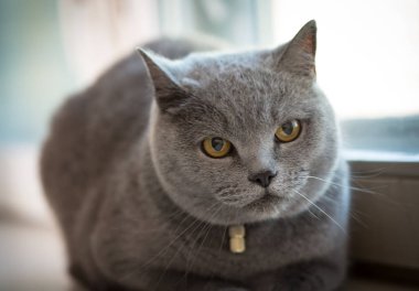İngiliz oldukça gri stenografi kedi 