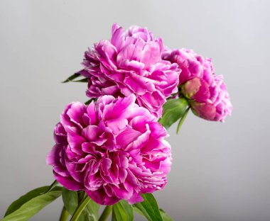 Gri arka plan üzerinde taze pembe şakayık çiçekleri