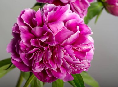 Şakayık Çiçeği görünümü gri arka plan üzerine kadar kapatın