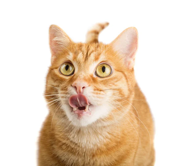 Grote Gember Kat Likken Zijn Karbonades Isolared Witte Achtergrond — Stockfoto