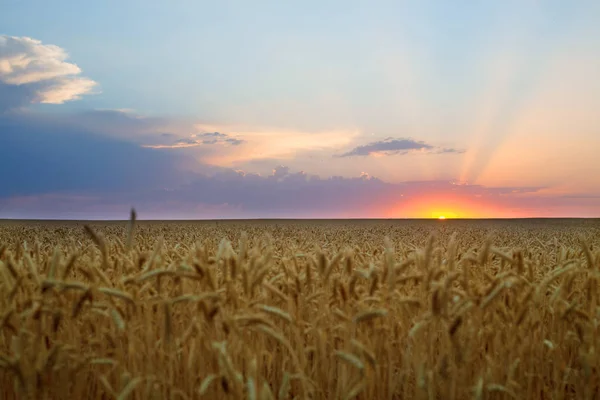 Campo Trigo Verão Belo Nascer Sol — Fotografia de Stock