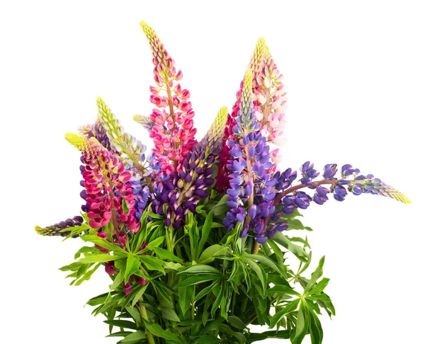 Bunch Lupine Flowers Isolated White Background Stock Image