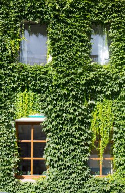 Yeşil sarmaşık growthes ile kaplı bina duvarı 