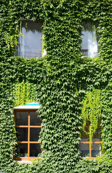 Wall of the building covered with green ivy growthes