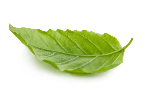 Hoja Albahaca Verde Aislada Sobre Fondo Blanco — Foto de Stock