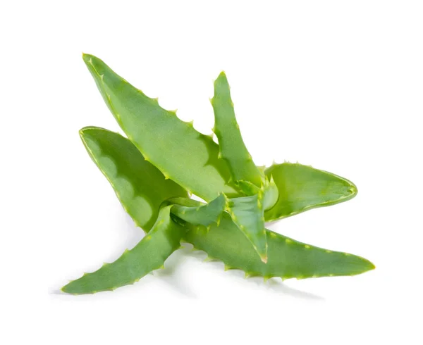 Δύο Πράσινα Aloe Vera Φυτών Που Απομονώνονται Λευκό Φόντο — Φωτογραφία Αρχείου