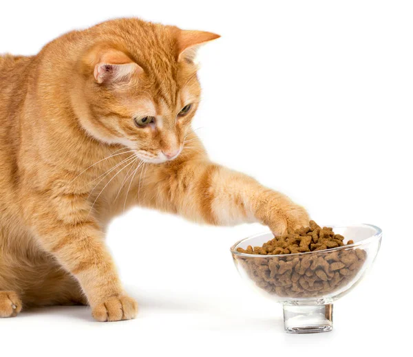 Gato Rojo Aislado Sobre Fondo Blanco Come Comida Tazón Imagen de archivo