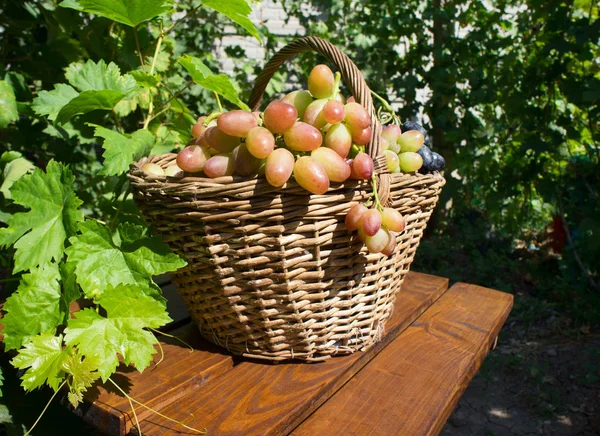 Ripe Delicious Pink Grape Basket — Stock Photo, Image