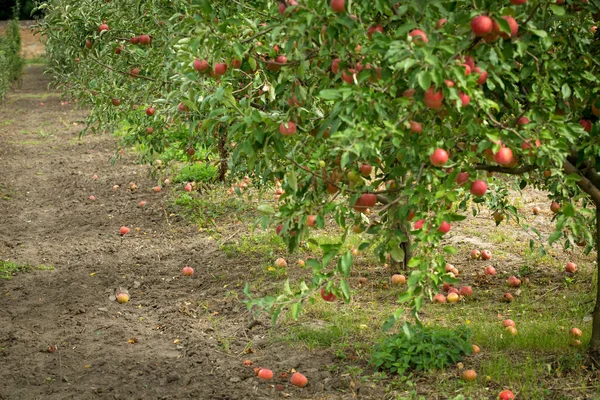 Huerto Manzanas Frutas Frescas Maduras Colgando Los Árboles Fotos de stock