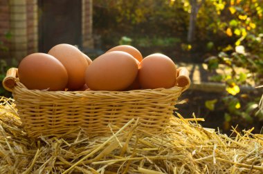 Sepet üzerinde tavuk yumurtası. Sonbahar güneş ışığı arka plan