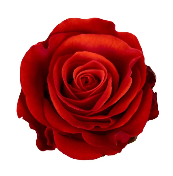 Червона Квітка Троянди Ізольована Білому Тлі — стокове фото