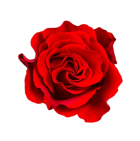 Piros Rózsa Virág Elszigetelt Fehér Háttér — Stock Fotó