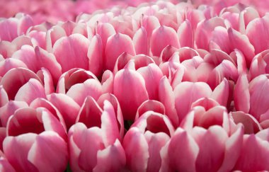 Bahar alanında güzel ihale pembe laleler