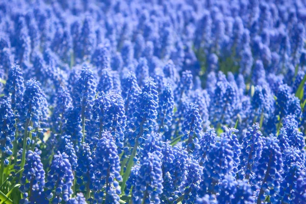 Bluebell Květ Jarní Venkovní Pozadí — Stock fotografie
