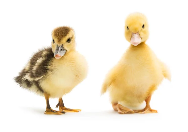 Deux Mignons Petit Canard Isolé Sur Fond Blanc — Photo