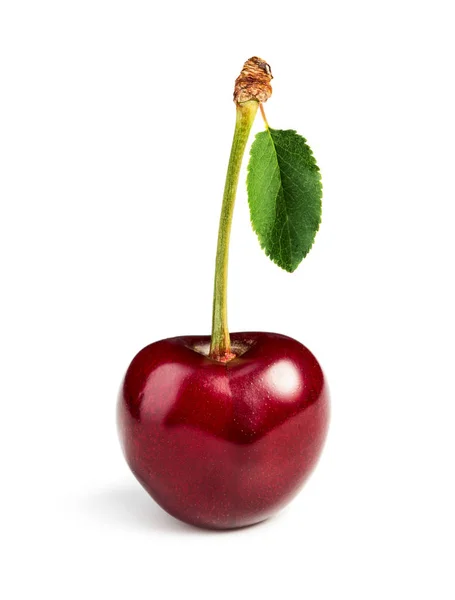 Cherry dengan daun hijau — Stok Foto