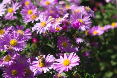 Bal arısı ile Pembe Aster çiçekleri