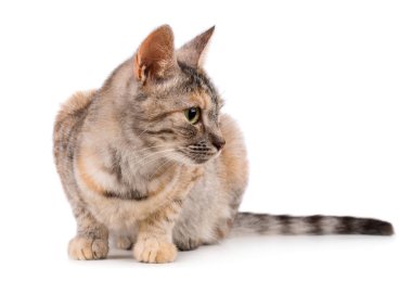 Oldukça küçük karışık renkli kedi