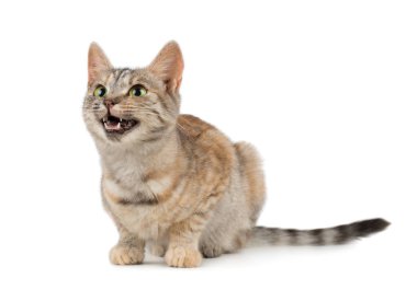 Oldukça küçük gülümseyen kedi