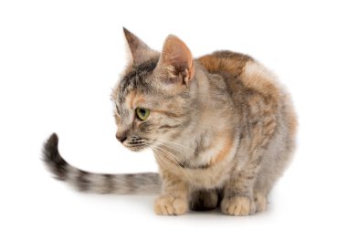 Oldukça küçük karışık renkli kedi