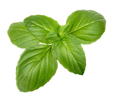 Yeşil fesleğen yaprağı