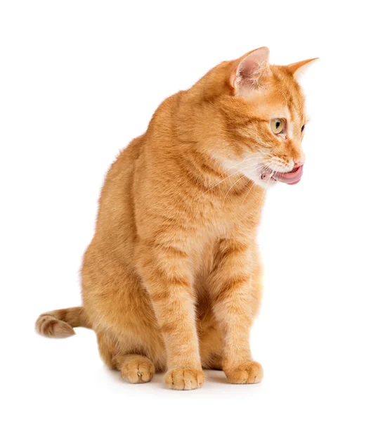 Рыжая кошка на белом фоне — стоковое фото