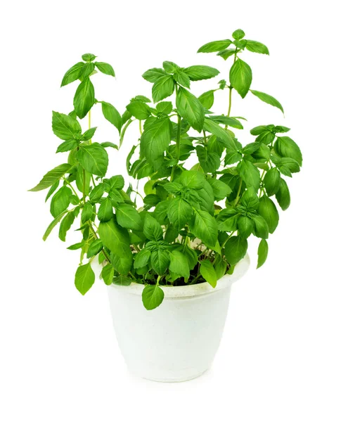 Fresh green basil herb in pot — Stock Photo, Image