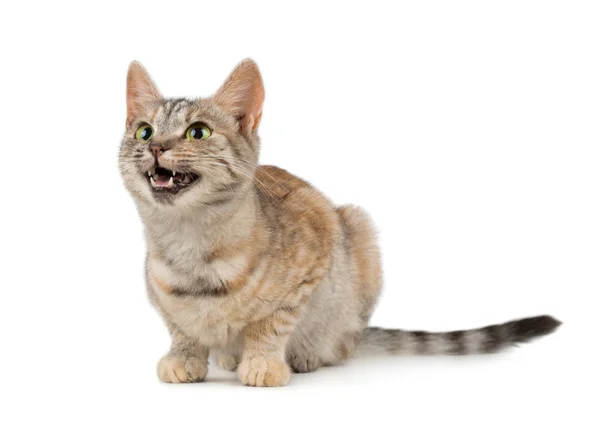 Bastante pequeño sonriente gato — Foto de Stock