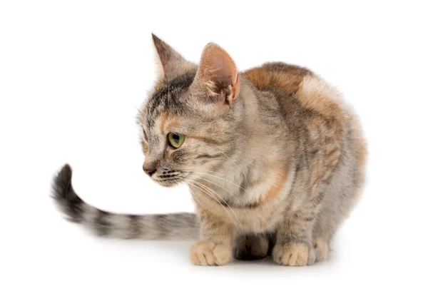 Pretty small mixed color cat — Stock Photo, Image