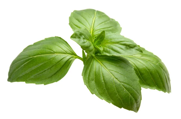 Hojas de albahaca verde — Foto de Stock