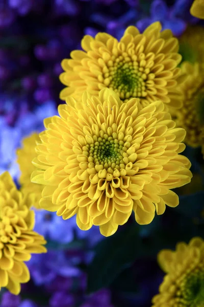 Closeup View Lilac Flower Yellow Daisy Flower — Stock Photo, Image