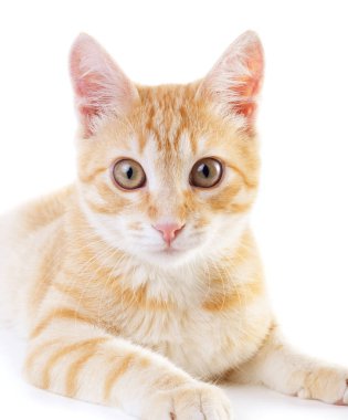 Kırmızı kedi beyaz arka planda izole görünüyor