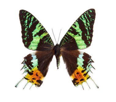 Madagaskar Günbatımı Güvesi (Chrysiridia rhipheus). Kelebek beyaz arkaplanda izole edildi