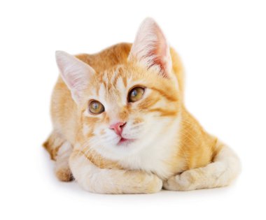 Beyaz arka planda izole edilmiş güzel kırmızı kedi