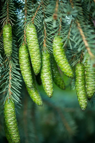 Vue Rapprochée Pin Des Cônes Fond Vert — Photo