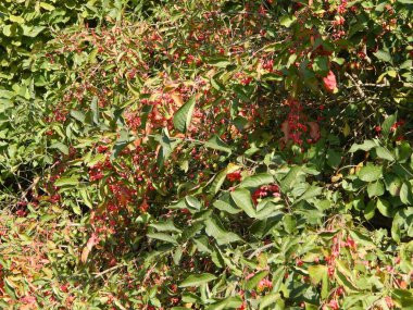 Pembe berry ile yeşil bir çalı ormanda büyür. Funda ağaçlar ayakta: huş ağacı, çam, Ladin, kavak, meşe. Yeşil yaprakları üzerinde büyür. Orman glade ile kalın çim kaplı. grove, hayvanlar görünür olmayan sessiz.