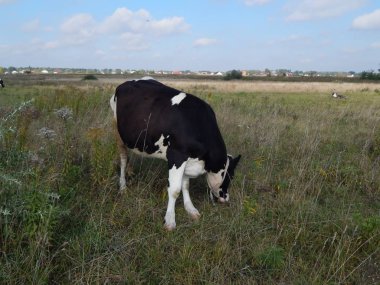 siyah inek sahada grazes. çayır ile yeşil çim kaplı. hayvan ot yiyor ve karşılığında beyaz süt verir. Bir memeli boynuzları, bir kuyruk, toynakları vardır. Teni beyaz ve siyah noktalar vardır.