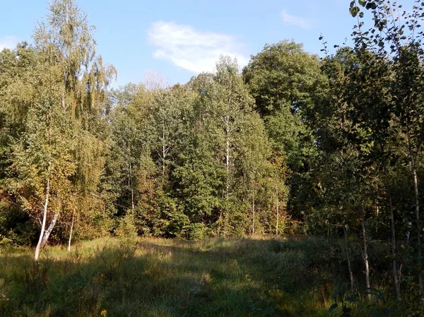 tall trees surrounded a forest glade, a meadow covered with green grass, the sun\'s rays illuminate nature. blue sky complement the forest landscape.