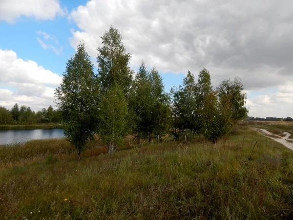 Een Bosbouwindustrie Groeit Aan Wal Lake Een Kroon Birchs Groen — Stockfoto