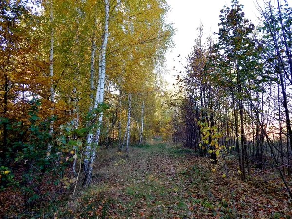 Curly Birch Lined Forest Path Nearby Grow Other Trees Poplar — Stock Photo, Image