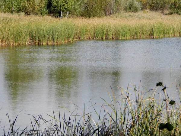 Margens Lago Com Água Azul Coberto Com Juncos Ele Refletido — Fotografia de Stock