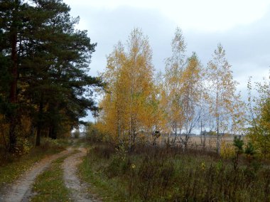 Eski iğne yapraklı eteklerinde korunaklı genç yaprak döken orman ağaçların yaprakları sarı oldu.