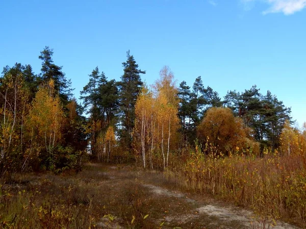 Birch Trees Yellow Leaves Grow Outskirts Forest Thin Trees White — Stock Photo, Image