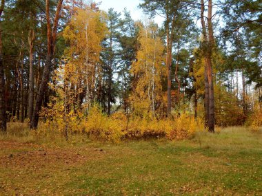 Huş ağaçları Orman takas büyümek, onların sarı yapraklar yeşil iğne çam ağaçlarının arka planı görünür. Mavi gökyüzü orman manzaraya görünüyor. Sonbahar geldi ve yakında tüm çim, bütün yaprakları renk değiştirir.