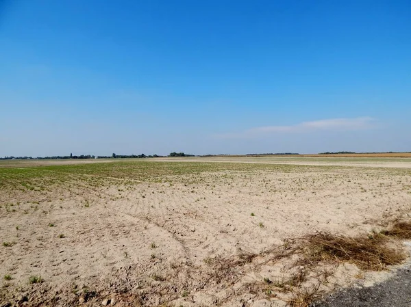 Ekilen buğday alanının üstünde mavi bir gökyüzü var. Ekilebilir arazinin görünür yeşil sürgünler tarımsal ürün üzerinde. çiftçiler gelecek yıl insanlar ve hayvanlar için yem un yapmak için gidecek bir ürün hasat.