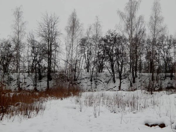 Kışın Bir Koru Gibi Görünüyor Kar Ile Ahşap Zemin Çalılar — Stok fotoğraf