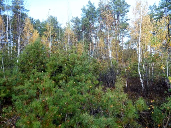 Herfst Kleuren Bladeren Van Planten Verschillende Kleuren Maar Gele Kleur — Stockfoto