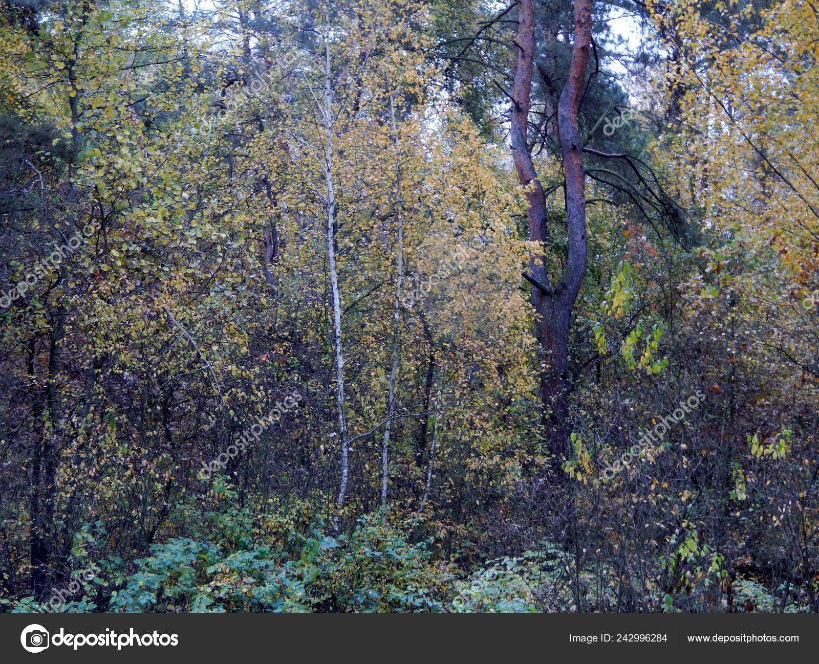 Birch Yellowed Leaves Grows Pines Forest Quiet Peaceful Insects Hid Stock Photo Image By C Zhigbykyt1961 Gmail Com Birch Yellowed Leaves Grows Pines Forest Quiet Peaceful Insects Hid Stock Photo Image By C Zhigbykyt1961 Gmail Com
